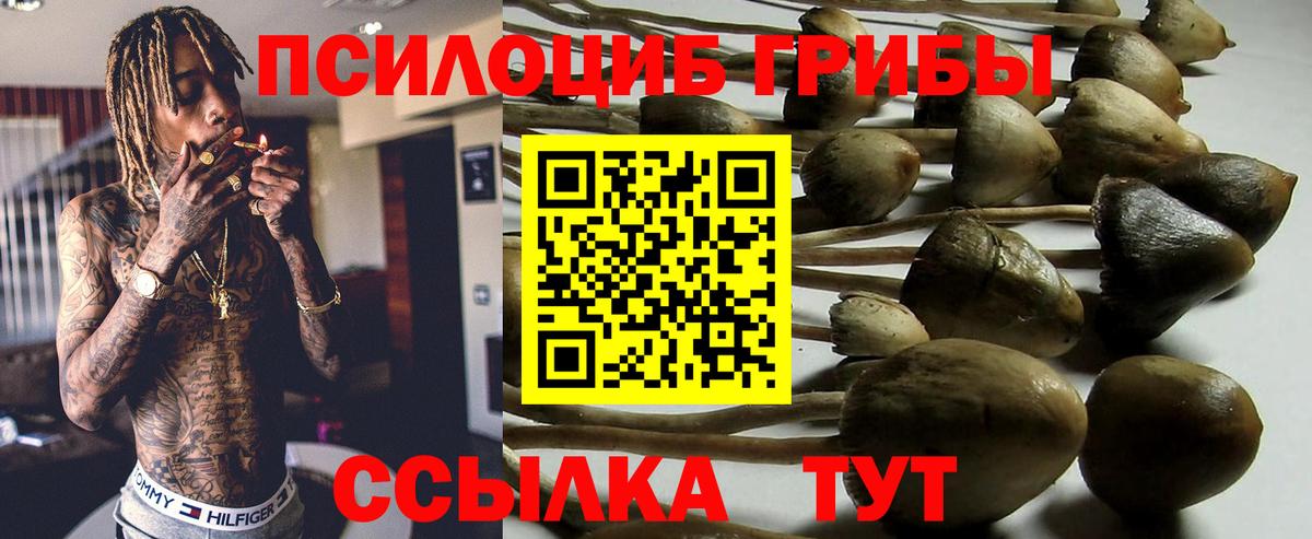 Псилоцибиновые грибы прущие грибы  Вход с VPN  купить наркотики цена  Чусовой  Псилоцибиновые грибы Psilocybine cubensis 